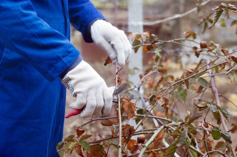 Hydrangea Pruning