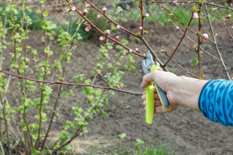 Hydrangea Pruning