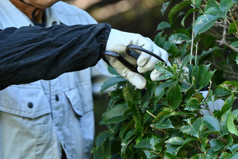 Seasonal Pruning Costs