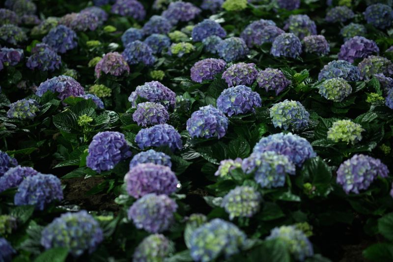 Healthy Hydrangea Growth