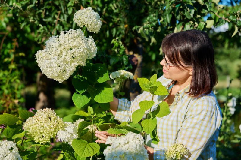 Hydrangea Prunings in Bloom