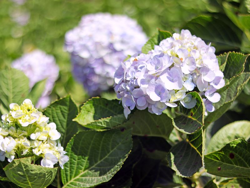 Hydrangea Prunings in Bloom