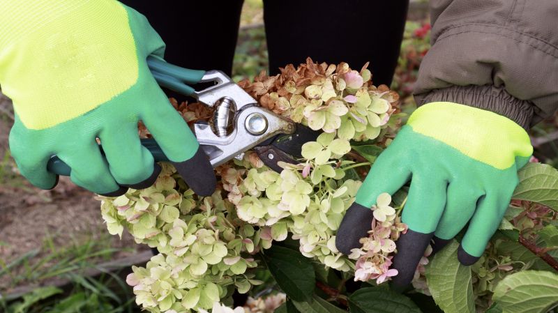Pruning Tools Near Hydrangeas