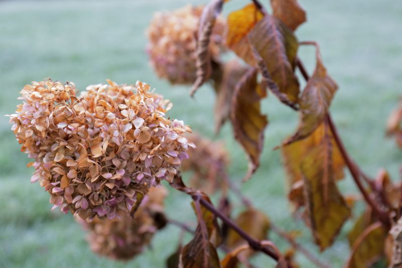 Hydrangea Prunings on the Ground