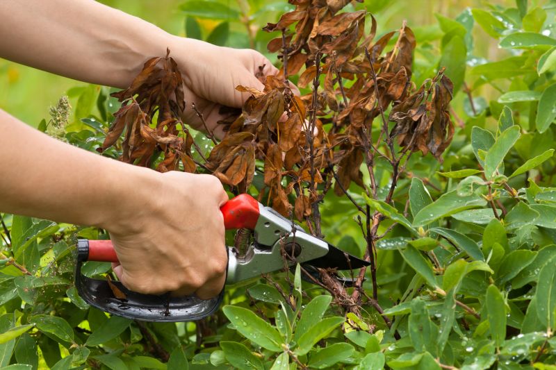 Pruned Hydrangea Branches