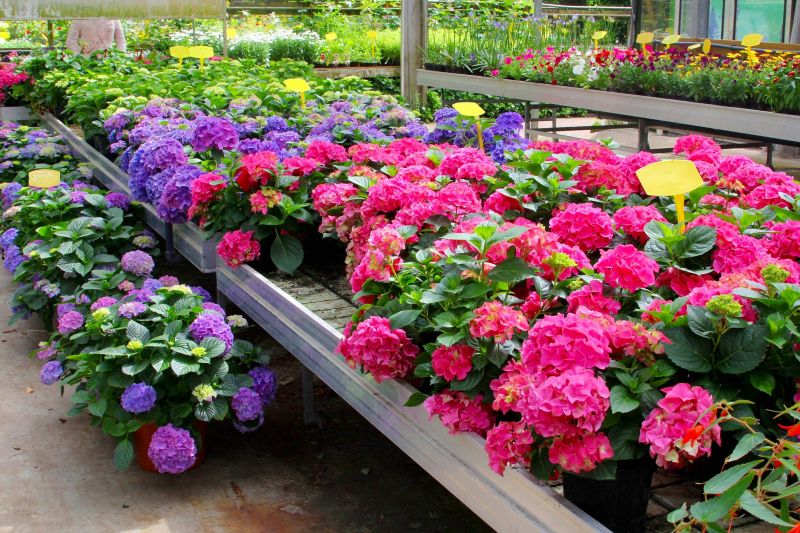 Hydrangea in Dormancy