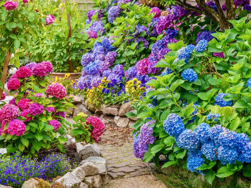 Healthy Hydrangeas