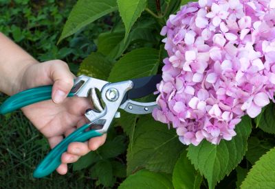 Give Your Hydrangea The Professional Service It Deserves!