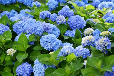 Improve Blooms and Flower Production!